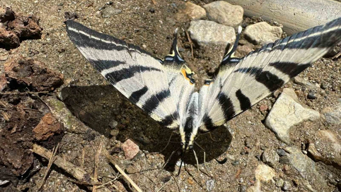 Türkiye'de nadir görülen zebra kırlangıç kuyruklu kelebek Aydın'da görüntülendi