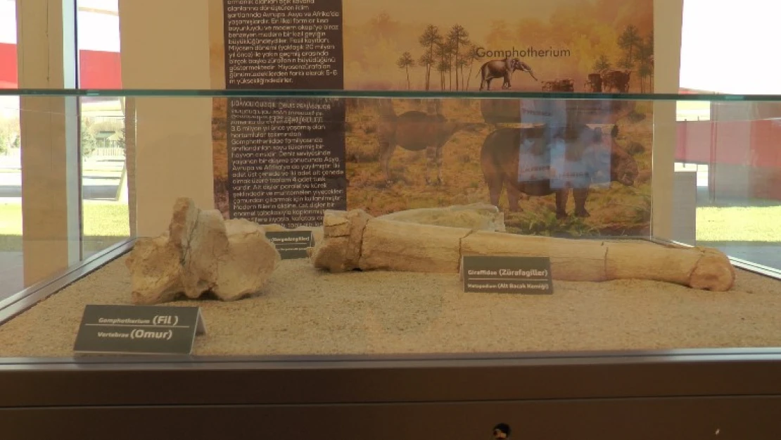 Türkiye'nin ilk paleontoloji müzesi Kayseri'den