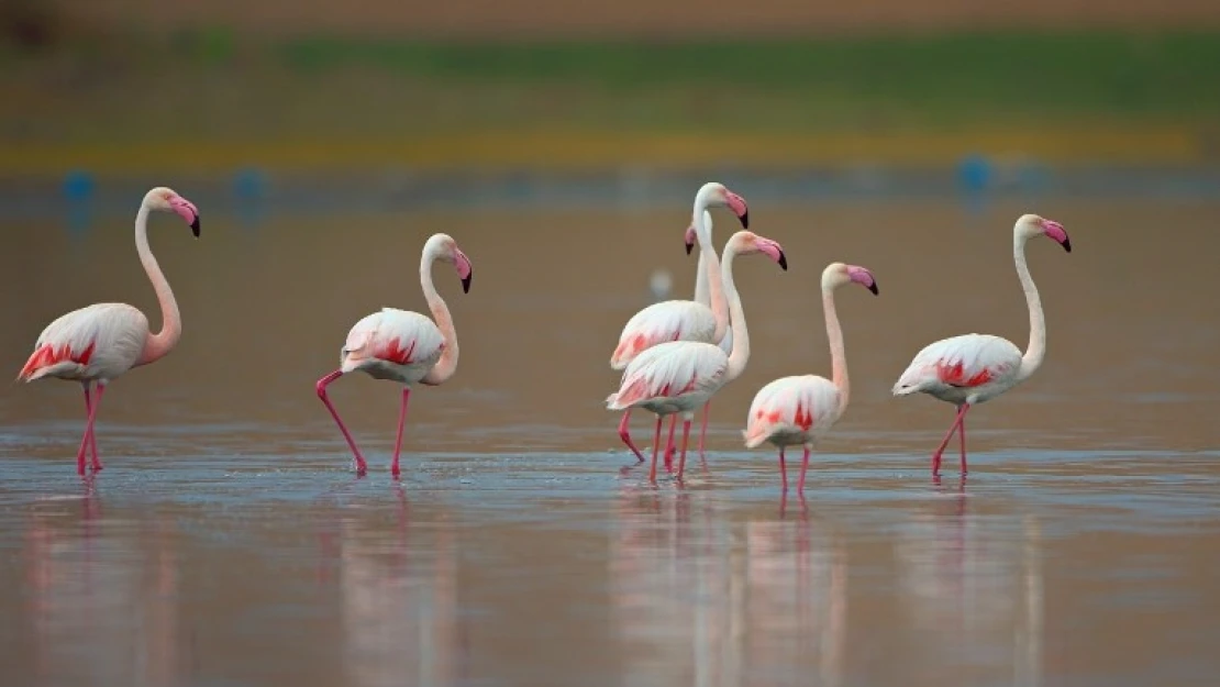 Tuz Gölü'nde 10 bin flamingo yavrusu yumurtalarından çıktı, sağ salim büyüdü