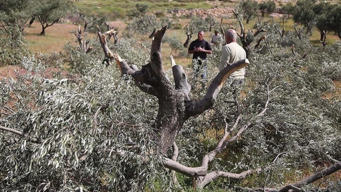 Yahudi yerleşimciler, asker koruması altında Filistinlilere ait zeytin ağaçlarını kesti