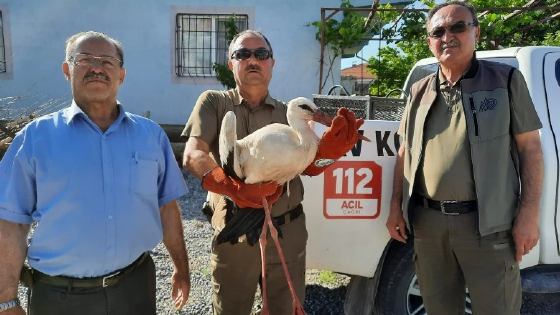 Yaralı leylek ve yavru kerkenez sahip çıkıldı