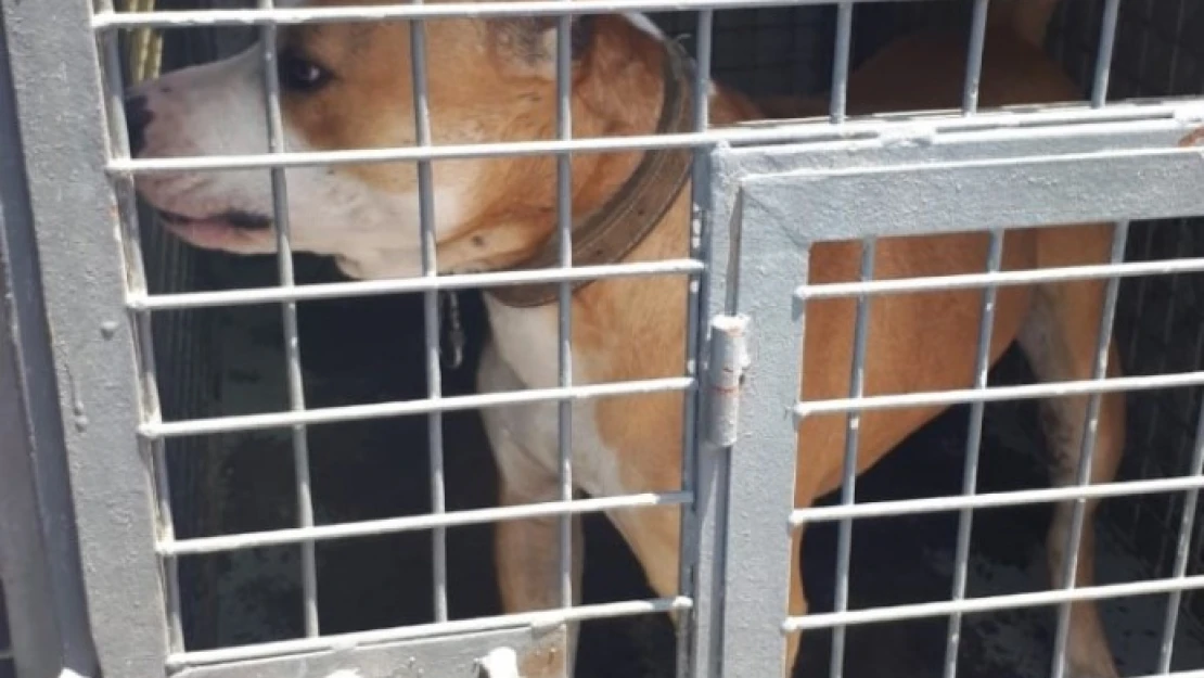 Yasaklı ırk olan 12 adet pitbul köpek bulundu.