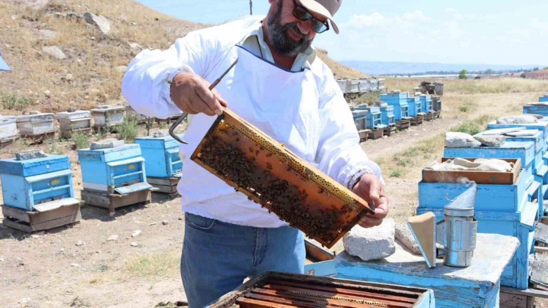 Yükselen hava sıcaklıkları bal üretiminde verimi düşürdü