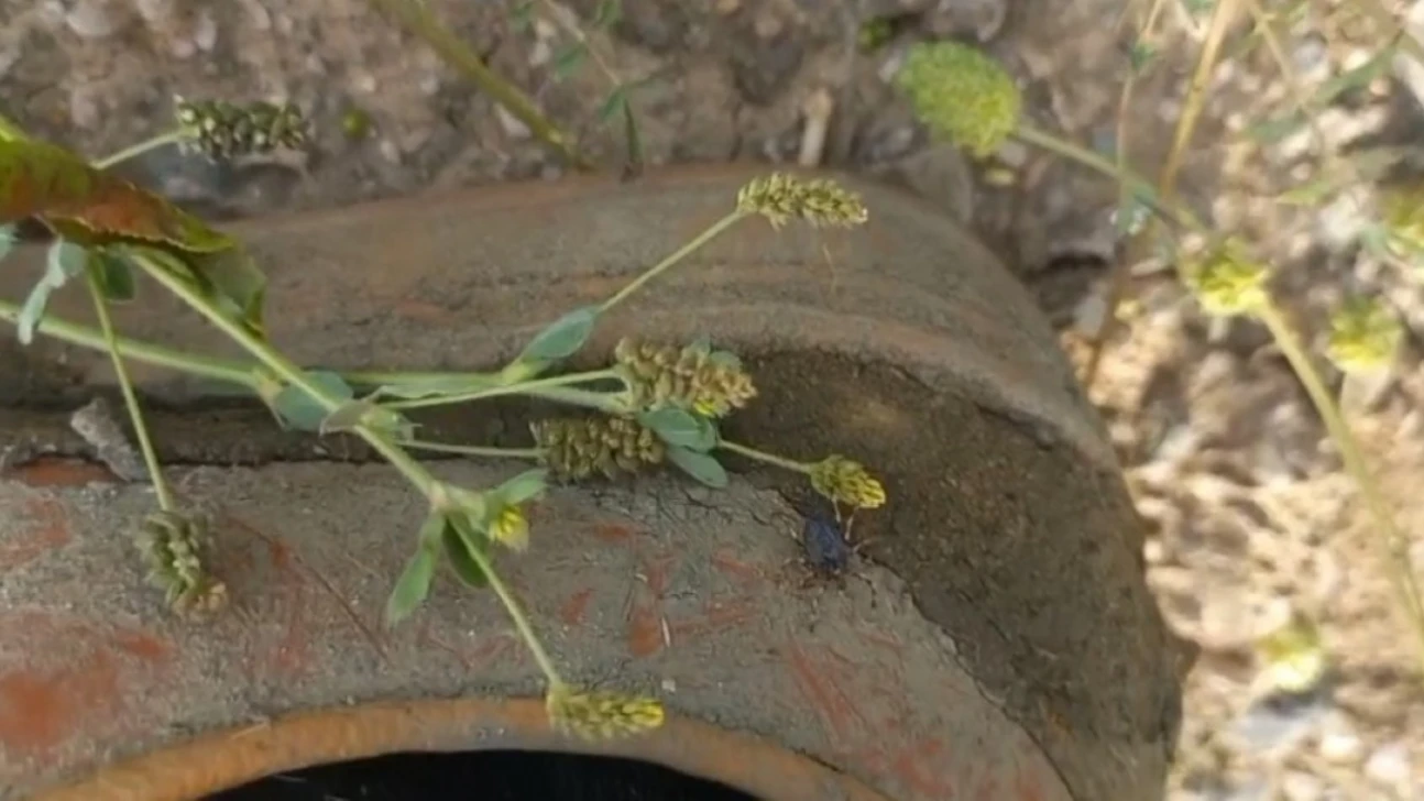 Keneler görülmeye devam ediyor