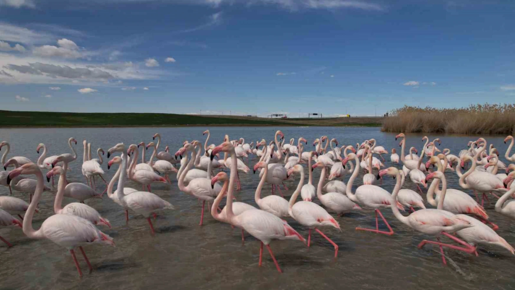 Ankara'nın renkli misafirleri: Flamingolar