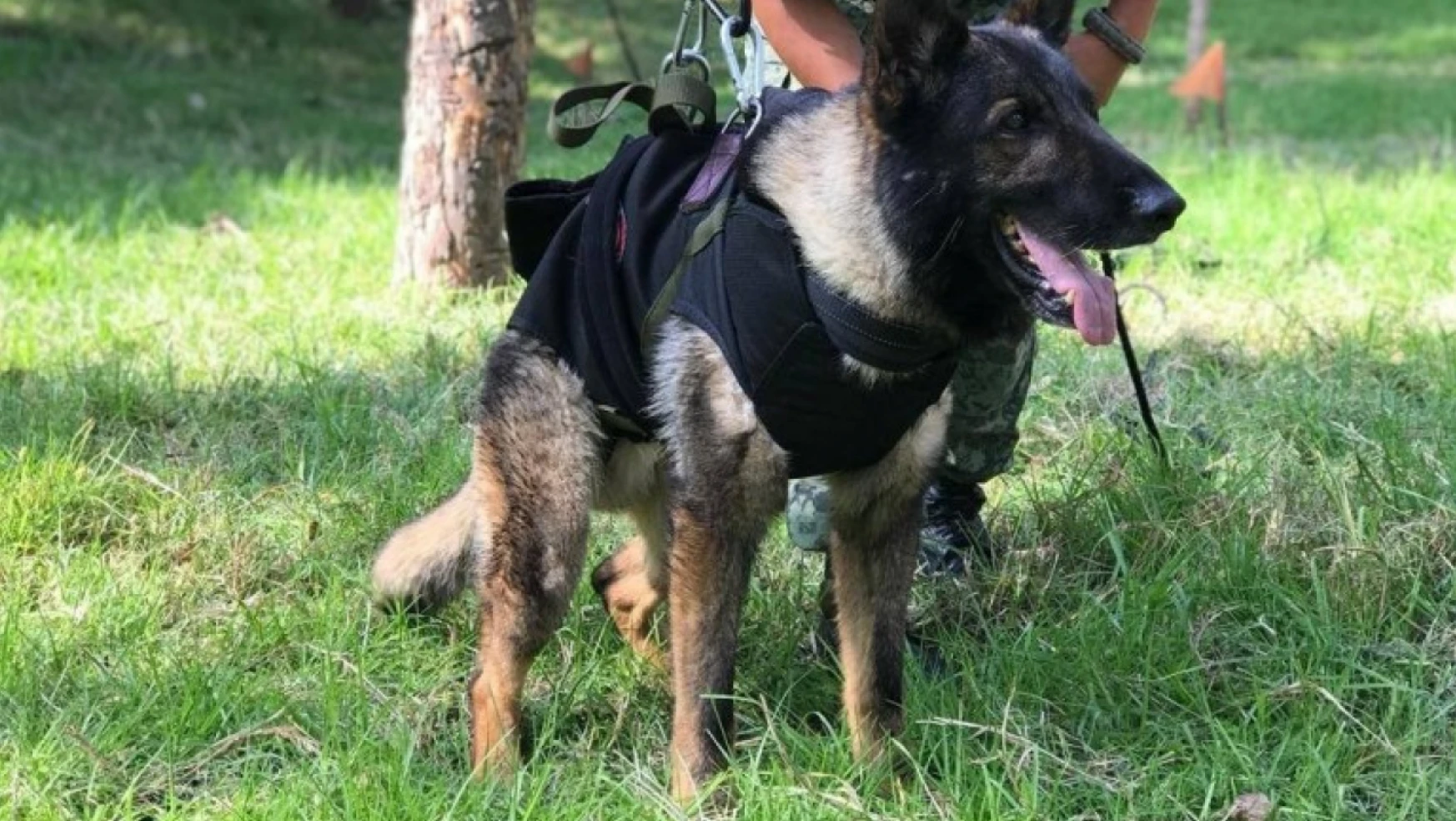 Arama-kurtarma köpeği Proteo onuruna Türkiye'den Meksika'ya yavru köpek hediyesi