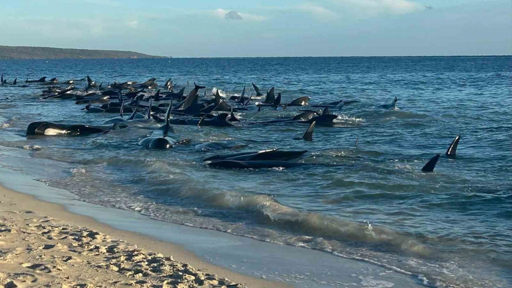 Avusturalya'da 160 pilot balina kıyıya vurdu, 28'i öldü