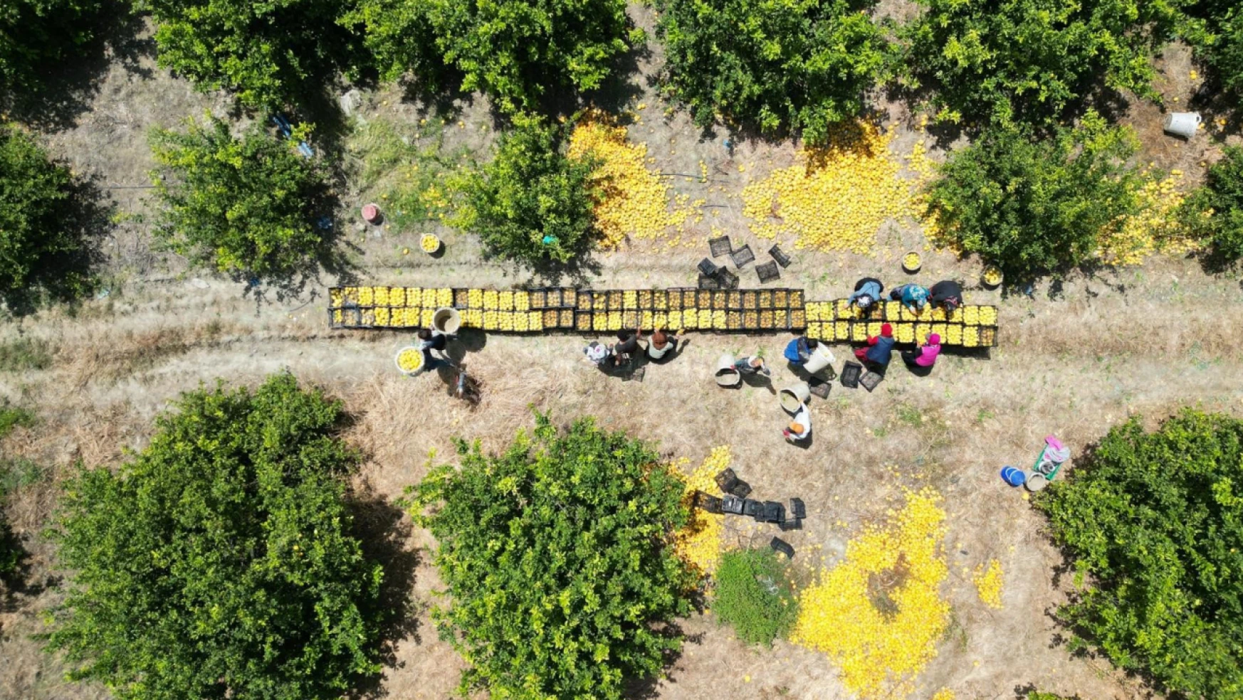 Depremzede Arsuzlu çiftçilerin limonları dalında kalmadı