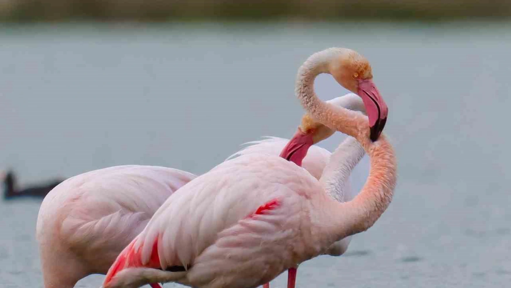 Flamingolar Akkaya Barajı'nda