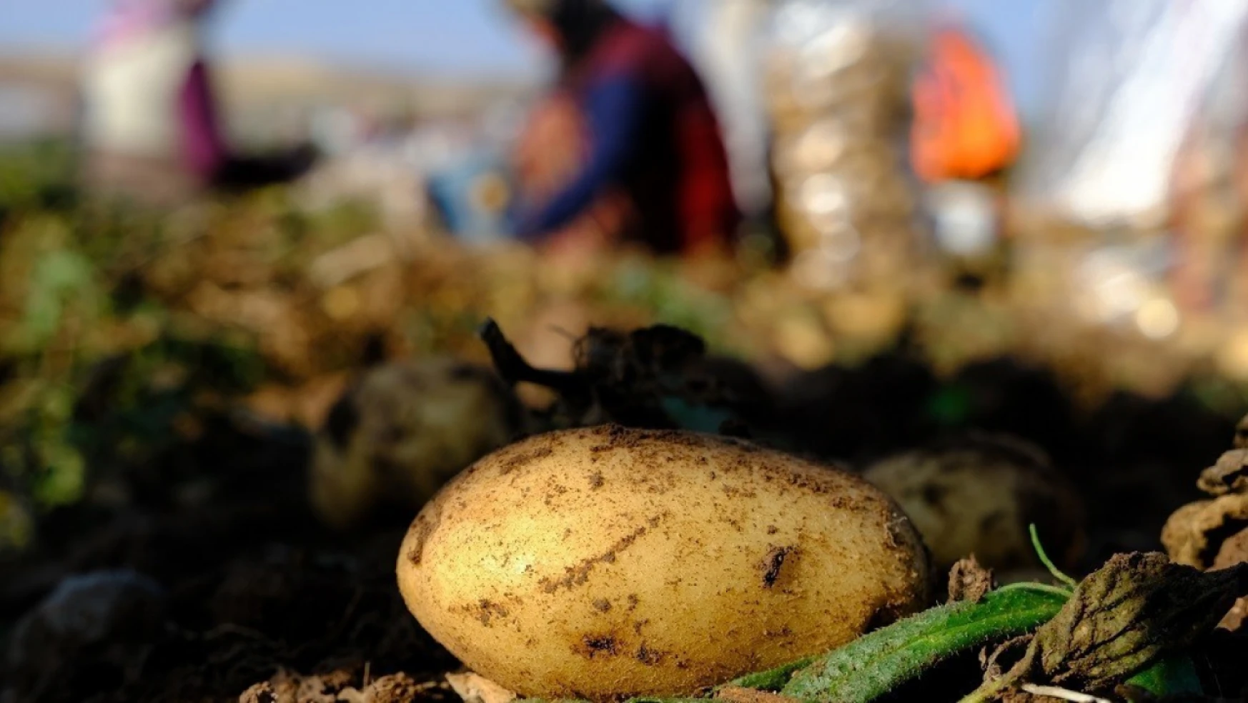 İstanbul'da Mayıs ayının en fazla pahalanan ürünü patates oldu
