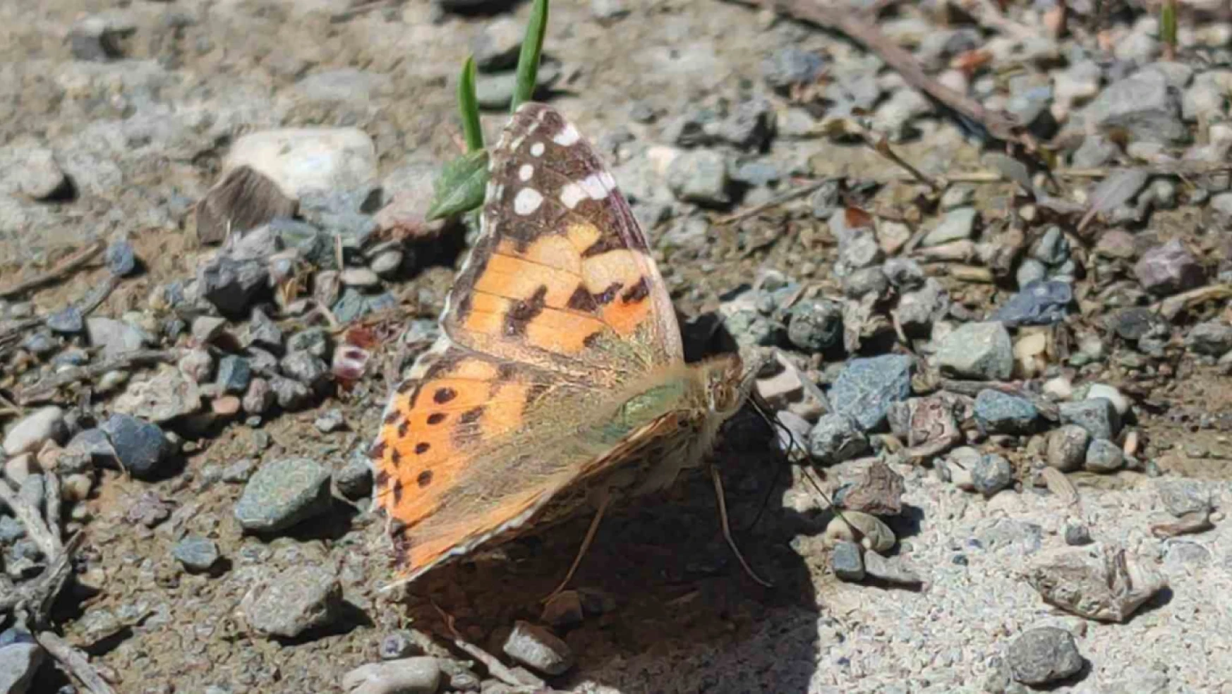 Kelebek göçü Erzurum'un Uzundere ilçesinde görüntülendi