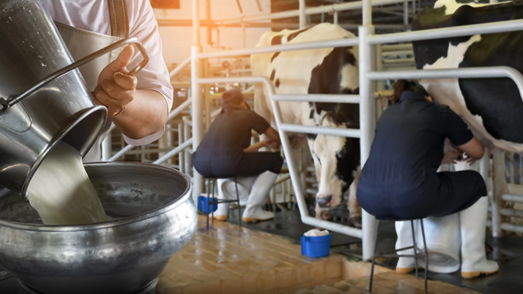 Toplanan inek sütü miktarı yüzde 12,8 arttı
