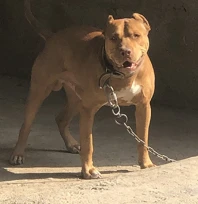 Ankara'da Dehşet Veren Olay