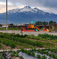 Kayseri Büyükşehir'den kimyon üretimine destek