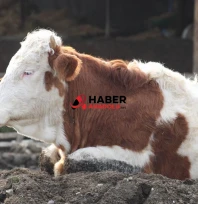 Şap salgını nedeniyle 'ulusal afet hali' ilan edildi