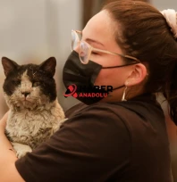 Şili'de orman yangını