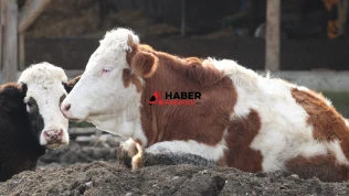 Şap salgını nedeniyle 'ulusal afet hali' ilan edildi