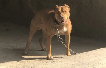 Ankara'da Dehşet Veren Olay