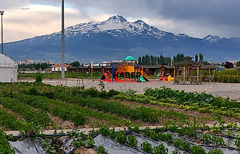 Kayseri Büyükşehir'den kimyon üretimine destek