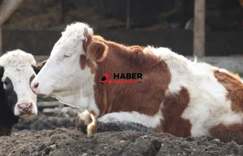 Şap salgını nedeniyle 'ulusal afet hali' ilan edildi