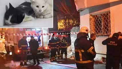 Kedilerin beslendiği evde yangın