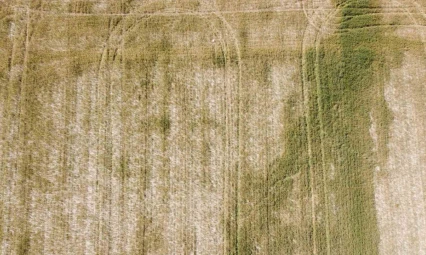 Üzücü manzara: Kuraklık ve susuzluk buğdayı büyümeden tarlada kuruttu