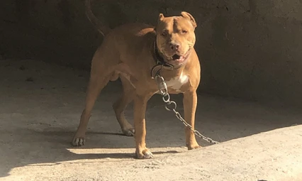 Ankara'da Dehşet Veren Olay