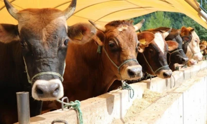 Kurbanlık seçerken dikkatli olun uyarısı