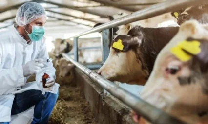 Tarım ve Orman Bakanlığı'ndan şap açıklaması!