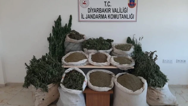 2 milyonu aşkın kök kenevir ele geçirildi