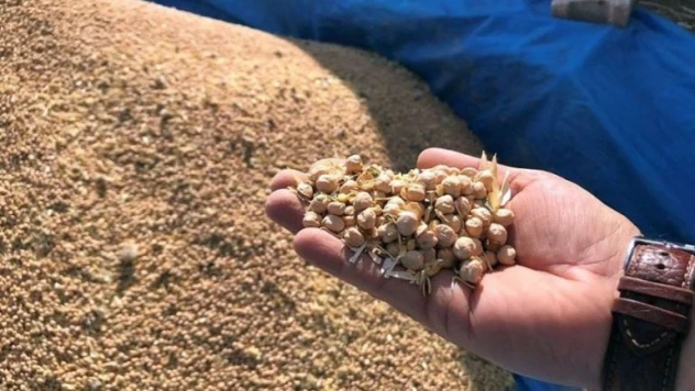 260 ton nohutun hasadına başlanacak