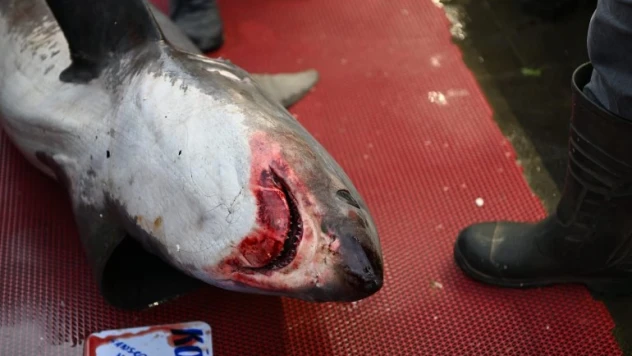 3,5 metrelik yasaklı köpek balığının satışına ceza