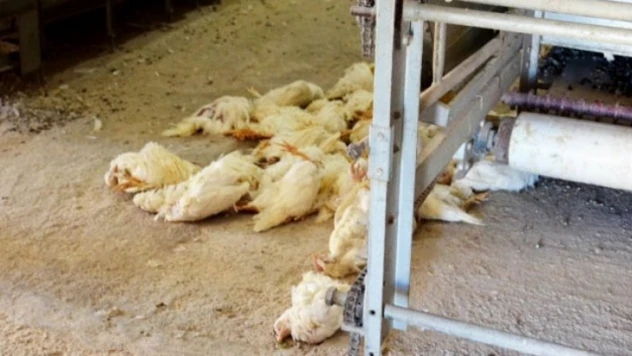 İngiltere'de kuş gribi hortladı.