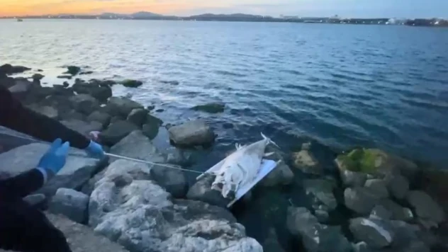 50 yıl sonra dev orkinos balığı vurdu