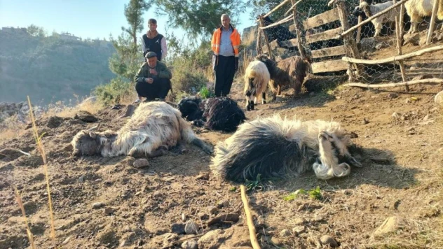 Ağıla giren sokak köpekleri, 9 keçiyi telef etti