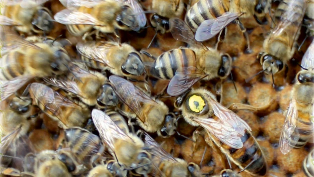 Anadolu arı ürünlerine Paris'te büyük ilgi