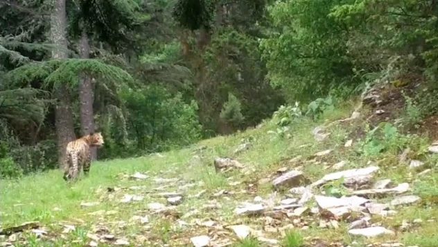 Anadolu leoparı yeniden görüntülendi