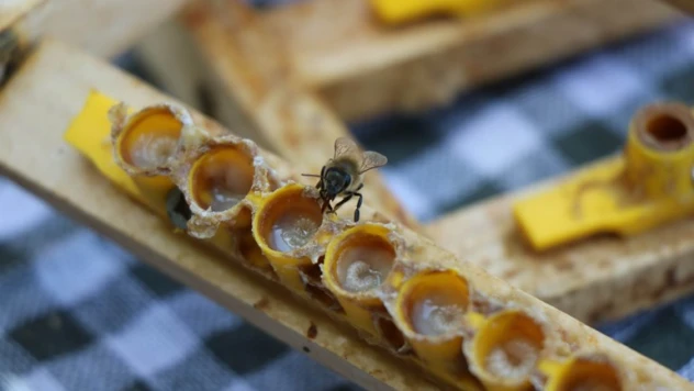 Arı sütü altınla yarışıyor