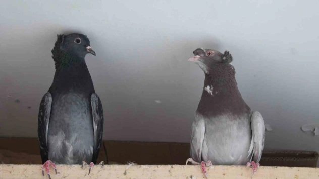 Asırlardır 'Türk Fısıldayıcısı'nın ötüşünü dinliyorlar