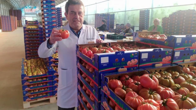 Avrupa bu domateslerden almak için sıra bekliyor