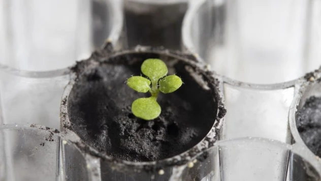 Ay'dan getirilen toprakta ilk kez bitki yetiştirildi
