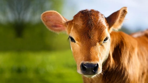 Bakan Kirişci: Düve alım desteği