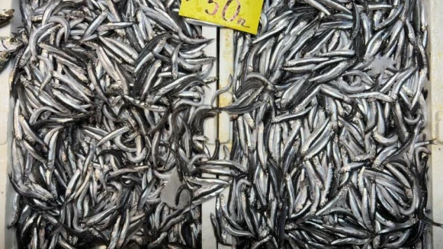 Balık tezgahlarında hamsi bolluğu yaşanıyor