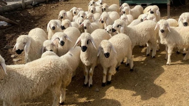 Başkan Büyükkılıç'ın 'Meraları Şenlendiren Projesi', besiciye umut oldu