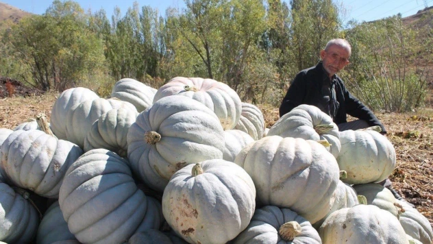 Bayburt'ta ata tohumuyla üretilen bal kabağı tarlada satışa sunuldu
