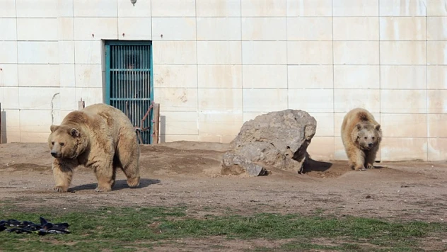 Beslenmeleri düzenli olan 7 ayı kış uykusuna yatmadı