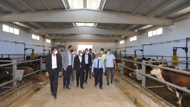 Beydeğirmeni'nde büyükbaş besi ahırları için 225 ön talep TOKİ 'ye iletildi