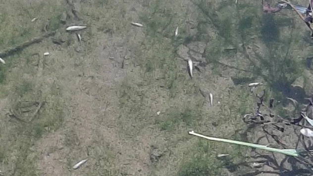 Bosna'da toplu balık ölümleri