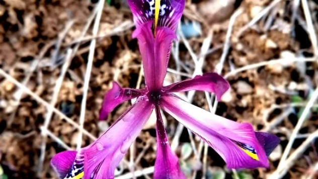 Bu bitkiyi koparan yandı