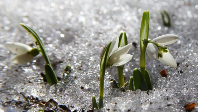 Bu çiçeği koparmanın cezası 244 bin 315 TL